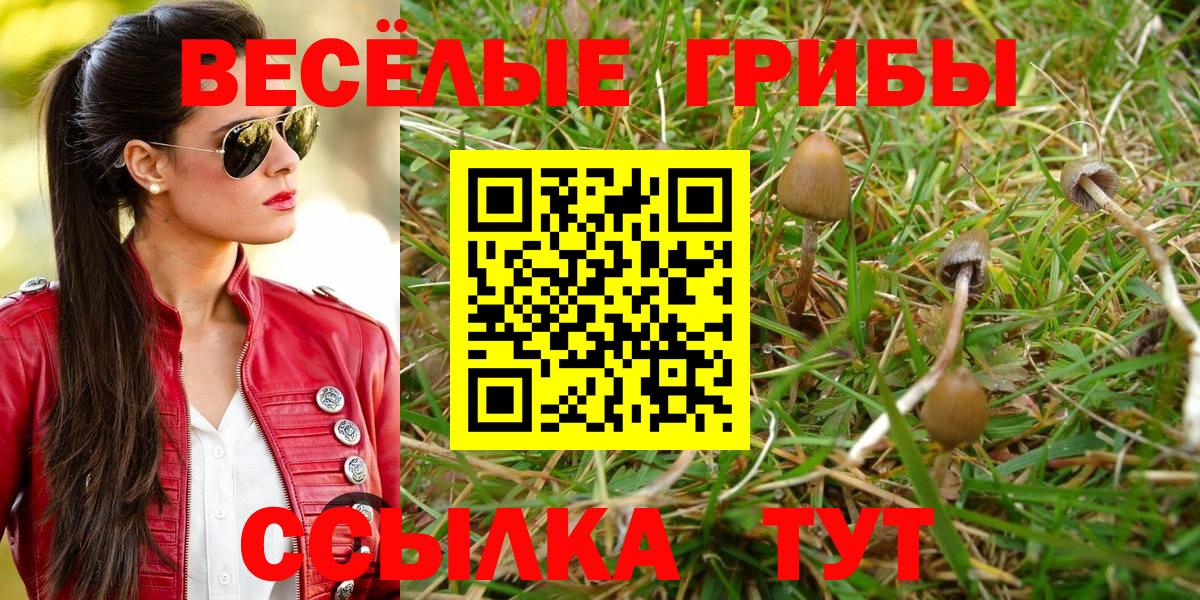 Галлюциногенные грибы Psilocybine cubensis  где купить наркоту  Гусиноозёрск  Вход с VPN 